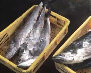 徳島の海で獲れた魚